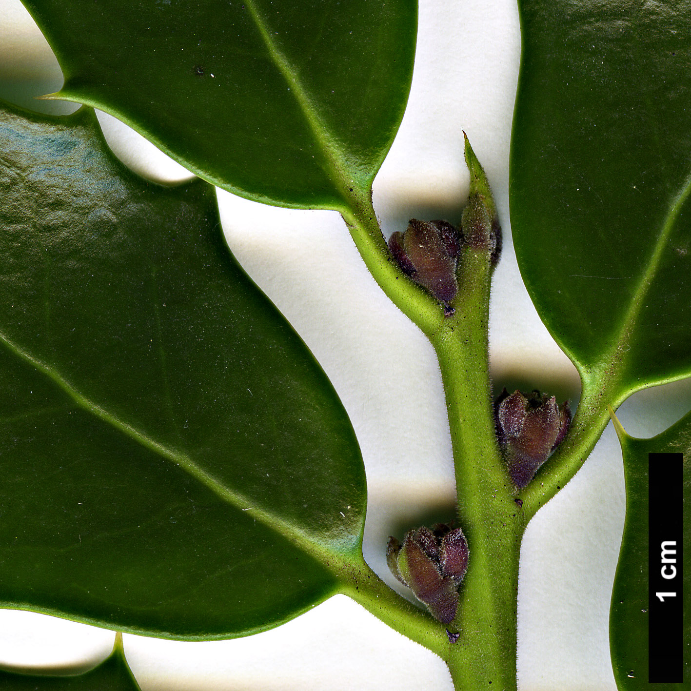 High resolution image: Family: Aquifoliaceae - Genus: Ilex - Taxon: ×aquipernyi (I.aquifolium × I.pernyi)